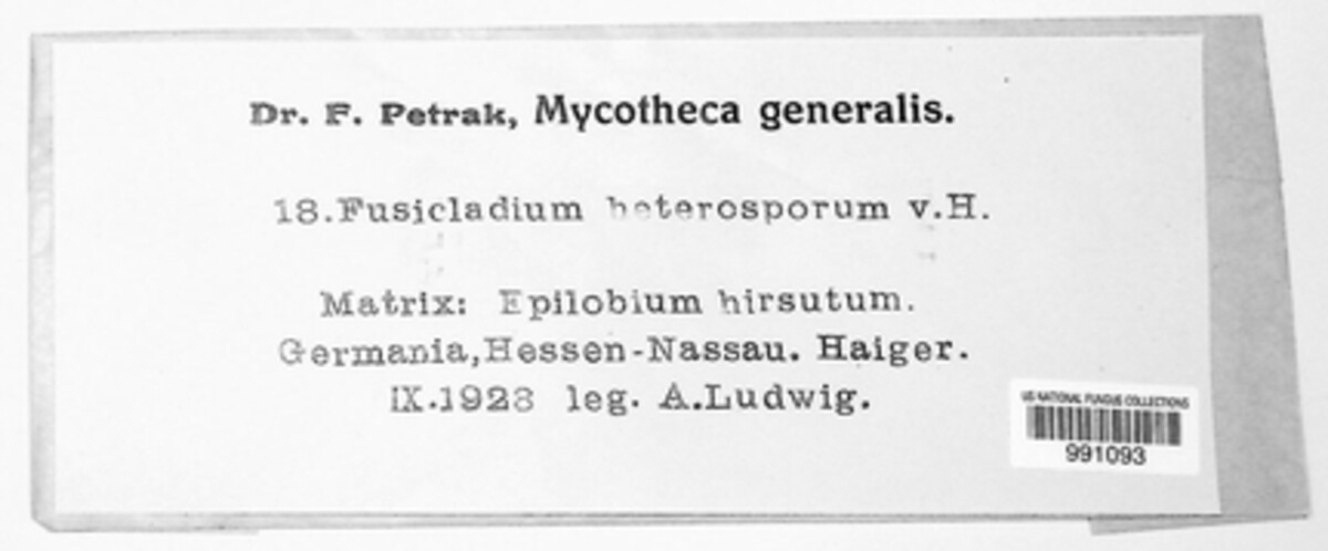 Fusicladium heterosporum image